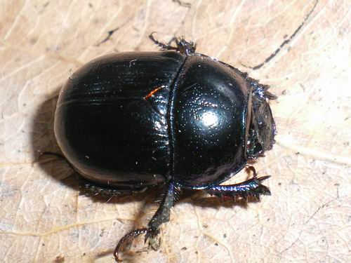 Anoplotrupes stercorosus
